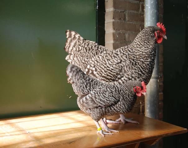 North Holland Blues are also recognised in bantam form only in the cuckoo colour, same as the large fowl. Specialty club: Assendelfter & Noord-Hollandse Blauwenclub. Website http://www.anhbc.
