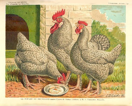 with different breeds. The now famous Belgian meat-type chicken, the Cuckoo Malines, was introduced into the region. Right: Poulet de Bruxelles, drawing by L. v.d. Snickt.