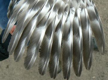 The widest bars are seen on the most rapid growing feathers, such as the primaries. Cuckoo birds usually carry a more smudgy, improper type barring.