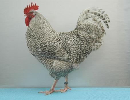 This breed has no special demands on keeping and rearing although the young birds should be given sufficient room to prevent feather pecking.