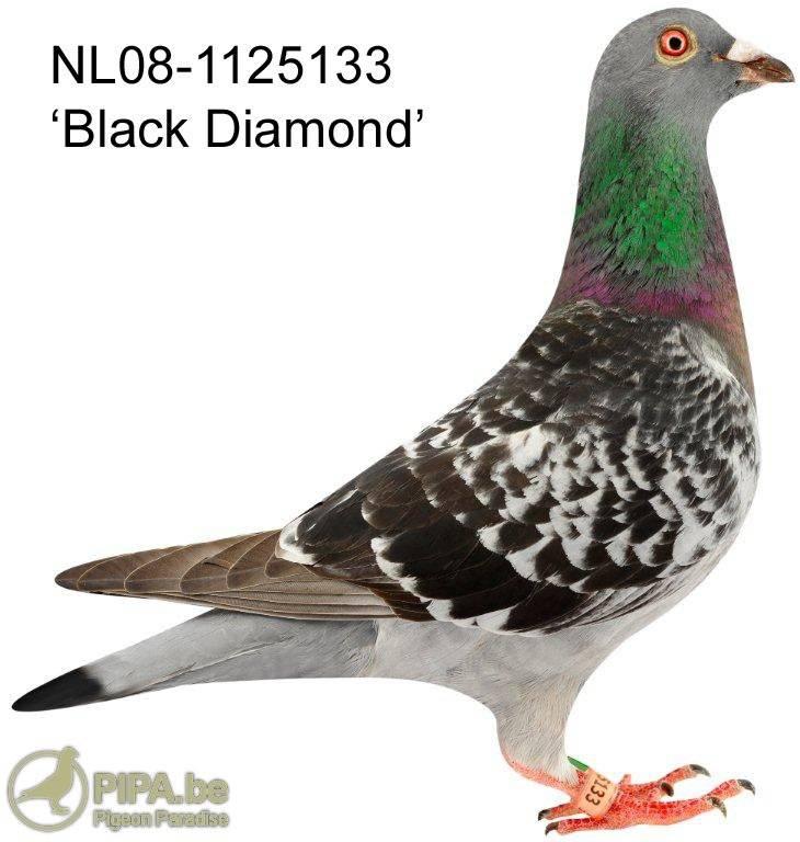 20th Ace pigeon extreme middle distance province 8 GOU 2011-10.510 p. Chateaudun 2011 1st District extra 479 p. 5th NPO 5.000 p. Orleans 2009 3rd Region 3.195 p. 16th NPO 15.500 p.
