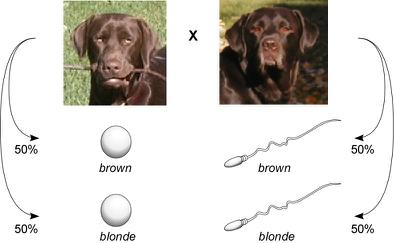 If each parent in the F1 cross carries a blonde genetic factor and a brown genetic factor, then each parent should be able to produce gametes with one factor or the other.