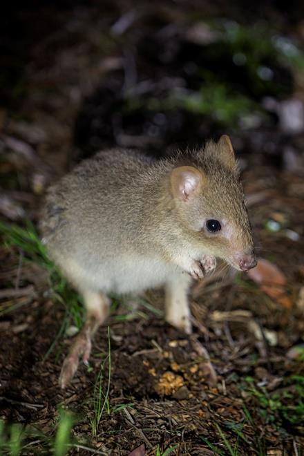 Text-box 1. Study-species Eastern bettong (also known as Tasmanian bettong) is the most abundant species within the Bettongia genus, colloquially known as rat-kangaroos.