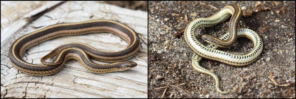 SURVEYS FOR THE STATE-ENDANGERED LINED SNAKE (TROPIDOCLONION LINEATUM) ALONG THE LOWER JAMES RIVER VALLEY Final Report to South Dakota