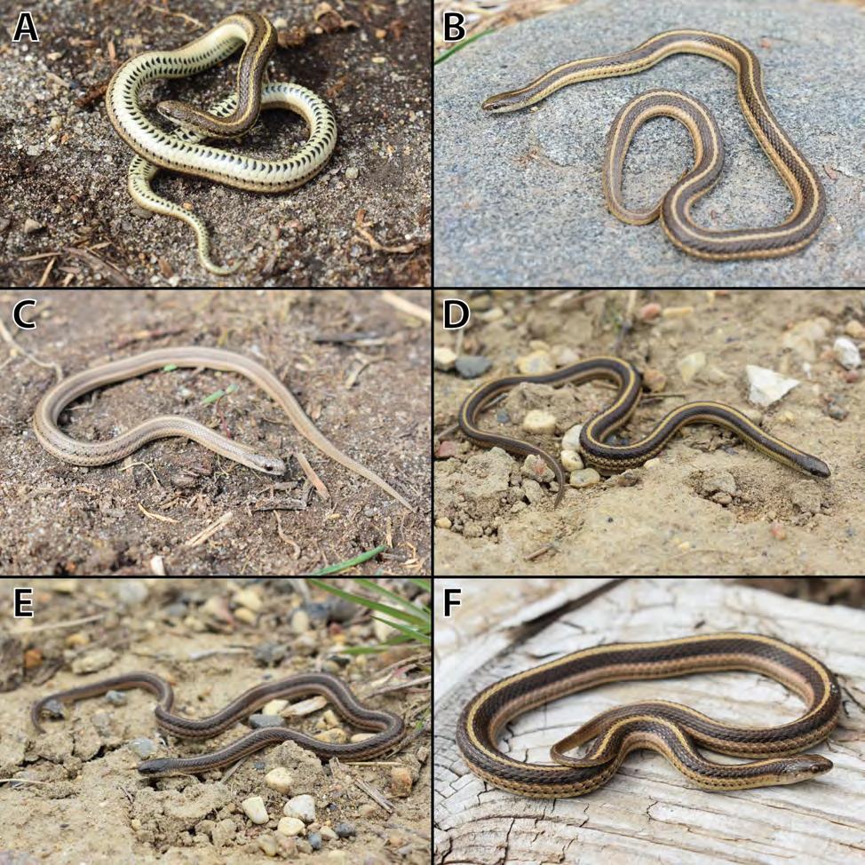 Figure 3. Photographs of Lined Snakes (Tropidoclonion lineatum) encountered during surveys efforts from 25 April 4 May 2018.