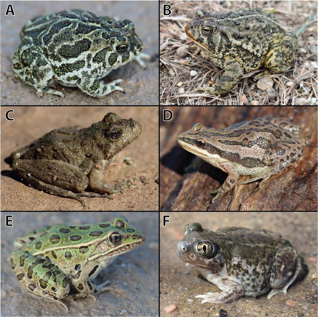 Figure 4. Additional species of amphibians collected during fieldwork from 25 April 4 May 2018 and 28 September 5 October 2018 along the lower James River.
