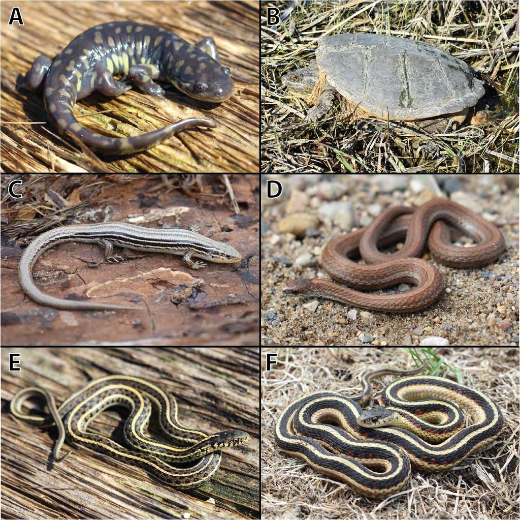 Figure 5. Additional species of amphibians and reptiles collected during fieldwork from 25 April 4 May 2018 and 28 September 5 October 2018 along the lower James River.