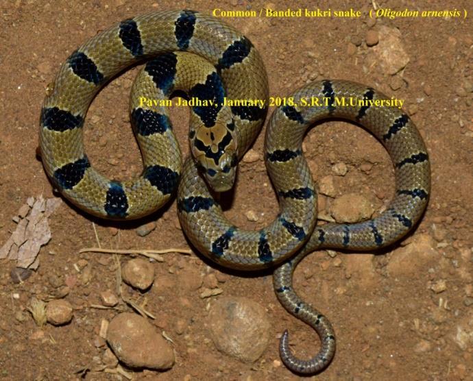 Indian Rat snake (Ptyas