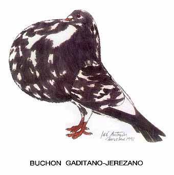 The relation between the Marchenero and the Gaditano can easily be seen in the flying style, with the typical tail and back action.