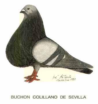 Other Colillano Croppers were once brought to Holland by Paco Ibanez; these were black mottled head.