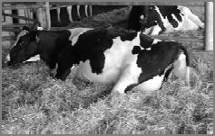 Cow Move into Maternity Pen Length of Time in Maternity Pen Limited research studies on cow move around