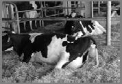 Monitor Calving Progress Guidelines for Assisted Births Appearance of