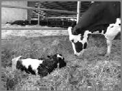 Extraction Not Possible Calf Alive/Dead Calf Alive/Dead Assisted