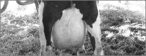 Assessing hygiene score at calving:
