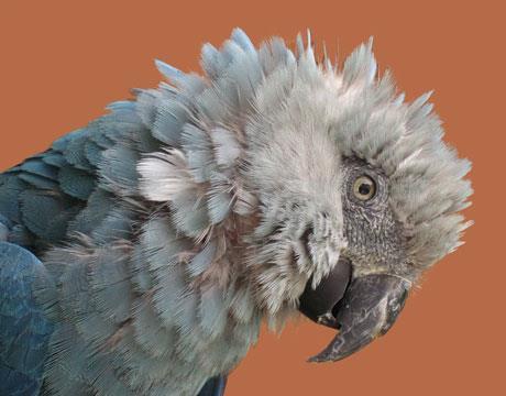 Spix s macaw