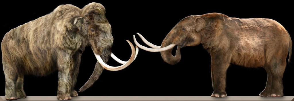 Human Impacts Comparison of a woolly mammoth (left) and