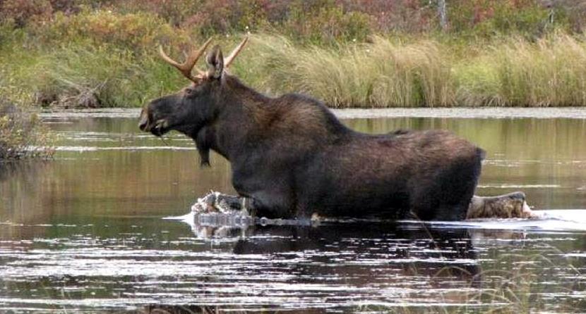 Let s look a little more closely at the moose population to see if it can shed more light on what might