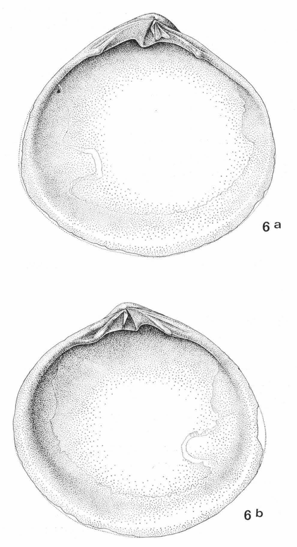 DE ROOIJ-SCHUILING, MESODESMATIDAE 65 Fig. 6. Coecella horsfieldi formosa subspec. nov. a, left valve of paratype, natural size 16.3 X 14.3 mm; b, right valve of holotype, natural size 15.7 X 14.5 mm.