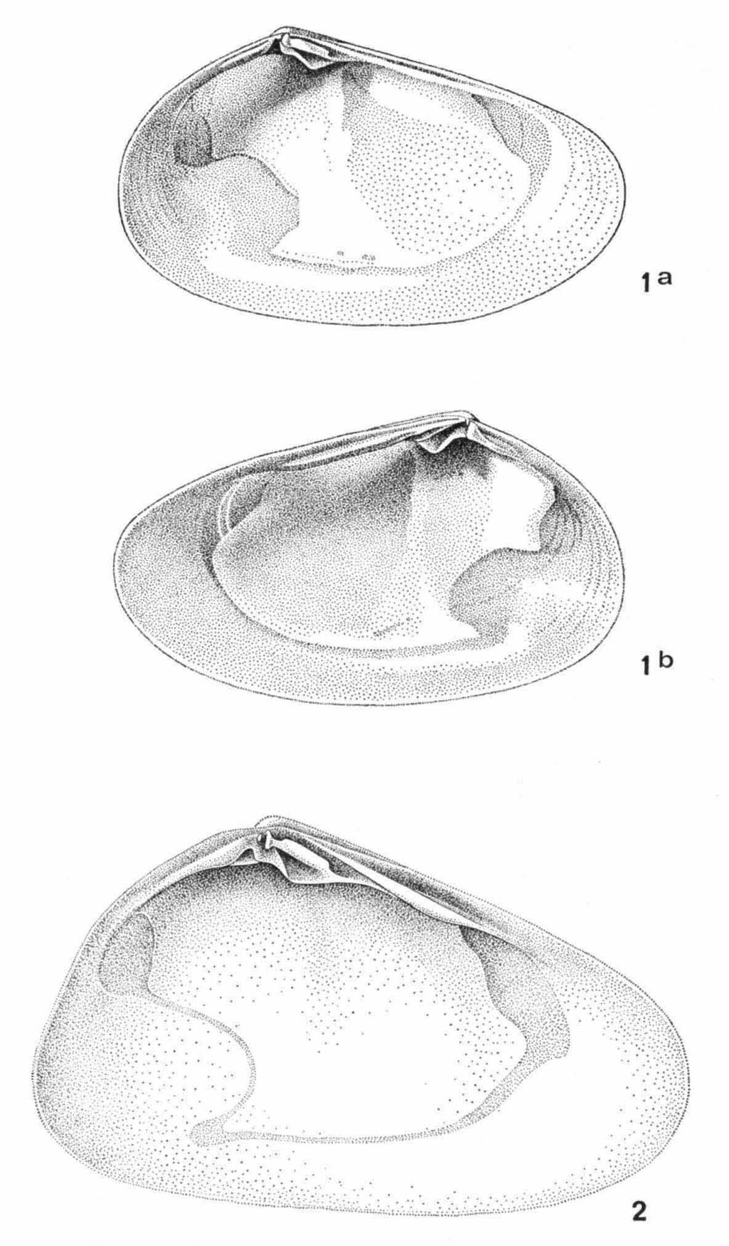 DE ROOIJ-SCHUILING, MESODESMATIDAE 57 Fig. ι. Mesodesma altenai spec, nov, a, left valve of holotype, natural size 5.6 X 3.2 mm; b, same specimen, right valve.