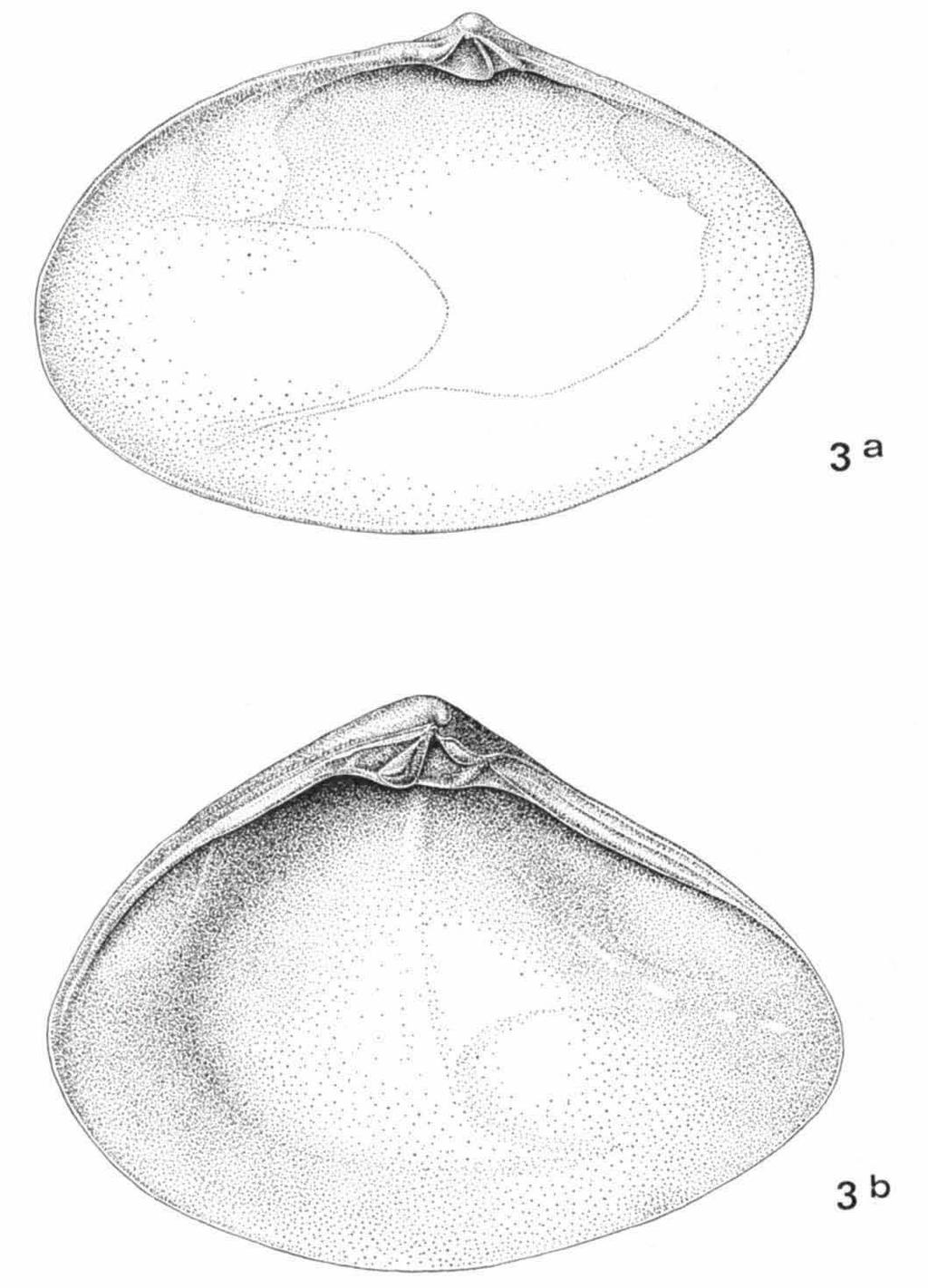 DE ROOIJ-SCHUILING, MESODESMATIDAE 6l Fig. 3. Ervilia nitens (Montagu), a, left valve of lectotype of E. maculosa Dall, natural size 47 X з.о mm; b, right valve of holotype of E.