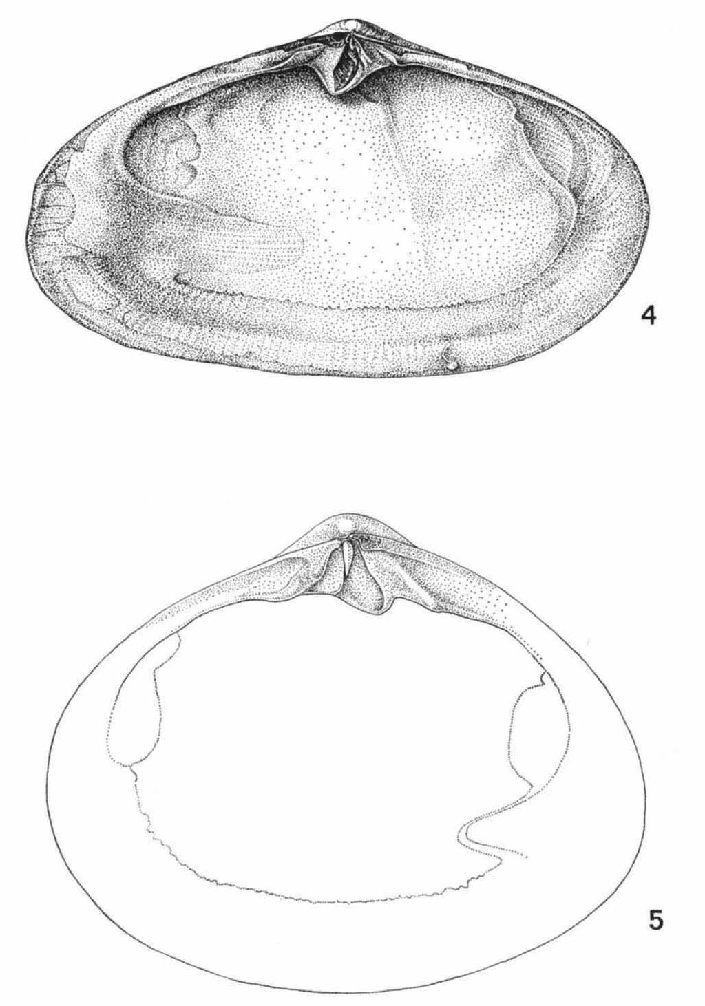 DE ROOIJ-SCHUILING, MESODESMATIDAE 63 Fig. 4. Coecella horsfieldi horsfieldi Gray, left valve, Singapore, fishmarket, natural size 417 X 23.5 mm. Fig. 5.