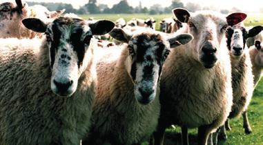 Bulletin Autumn 2013 Extra Feed planning for ewes in late pregnancy and early lactation, during the housed period Compiled by Kate Philips, ADAS Providing ewes with adequate energy and protein in the