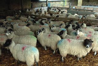 Nutrient requirements The total nutrient demand will depend on: The number of ewes and length of feeding period The physical requirements of the ewes, eg liveweight, litter size, body condition score
