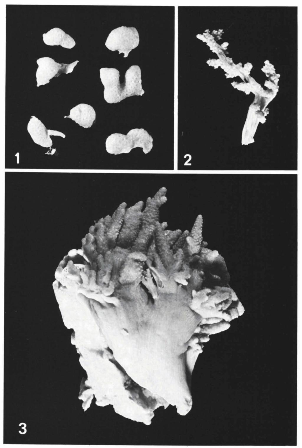 ZOOLOGISCHE MEDEDELINGEN 56 (12) PL. Ι Fig. ι. Alcyonium monticulum sp. nov., holotype and paratypes, RMNH Coel. no. 13904 and 13905; X 1.