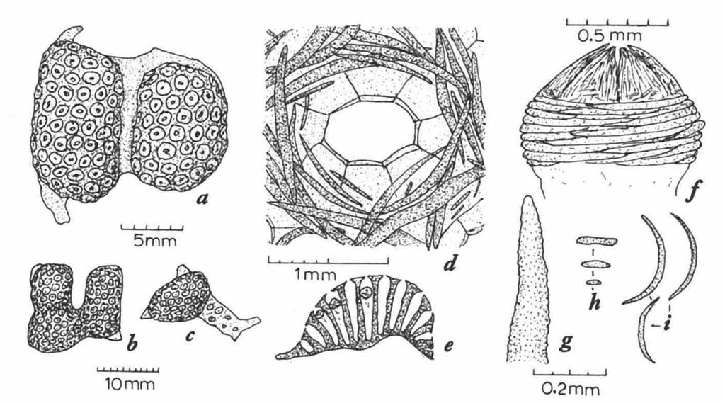 144 ZOOLOGISCHE MEDEDELINGEN 56(1982) TAXONOMIC REPORT Alcyonium monticulum sp. nov. (fig. 1, pl. 1 fig. 1) Material.