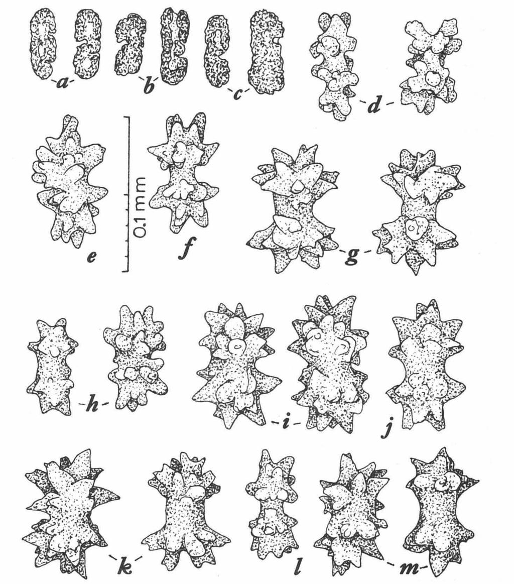 146 ZOOLOGISCHE MEDEDELINGEN 56 (1982) Fig. 2. Cladiella steinen sp. nov.