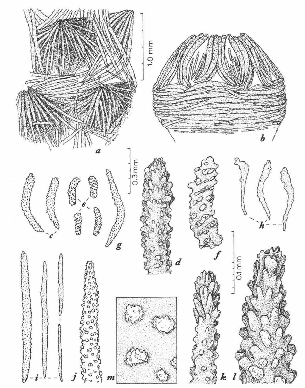 150 ZOOLOGISCHE MEDEDELINGEN 56(1982) Fig. 4. Siphonogorgia lobata sp. nov.