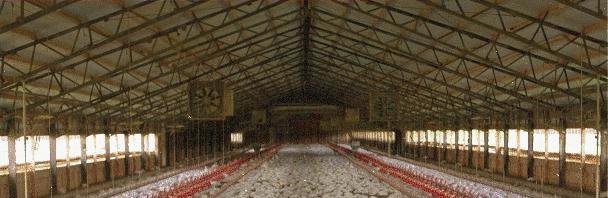 Composting Catastrophic Poultry Mortality