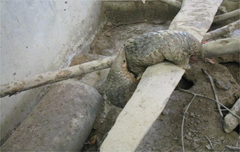 Image 5: Receiving Pangolins from