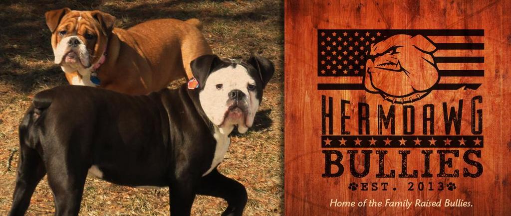 Buyer agrees to purchase a puppy from HermDawg Bullies with the nickname for the purchase price of $ The seller agrees to furnish the buyer with the necessary health information, including all shot