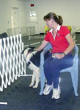 Step 2: Elicia Teaches the release from a chair. She sweeps her hand behind the dog causing him to turn his head and body to follow her hand which remains outstretched.