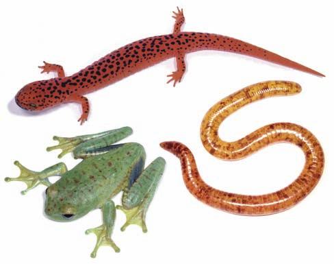 Amphibians (Lissamphibia) David C. Cannatella a, *, David R. Vieites b, Peng Zhang b, and Marvalee H. Wake b, and David B.