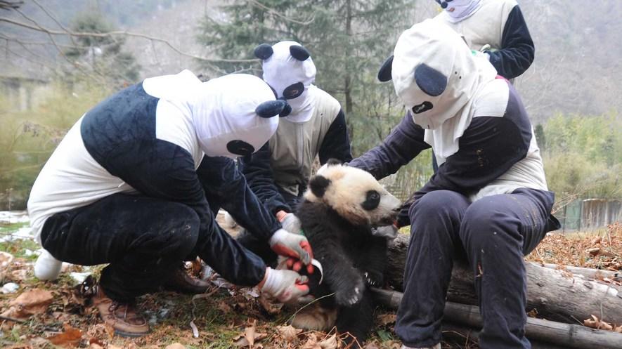 Hoping to save giant pandas from extinction, China is training them to survive By Los Angeles Times, adapted by Newsela staff on 11.27.