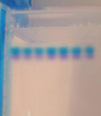 Cathode (-) DNA (-) wells Dye Gel Anode (+) After the current is applied, make sure the