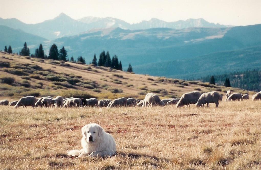 Livestock protection dogs: Protecting the resource Enhancing Montana s Wildlife & Habitat Tools For