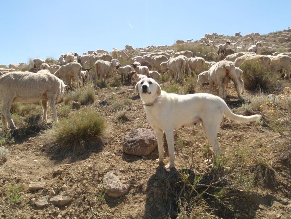 Livestock protection dogs are an important component of managing predation on small-farm flocks and on