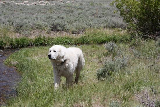 Playing in the Backcountry? Caution: Dogs at Work Public News Service - ID July 2012 PHOTO: Livestock protection dog with sheep in background.