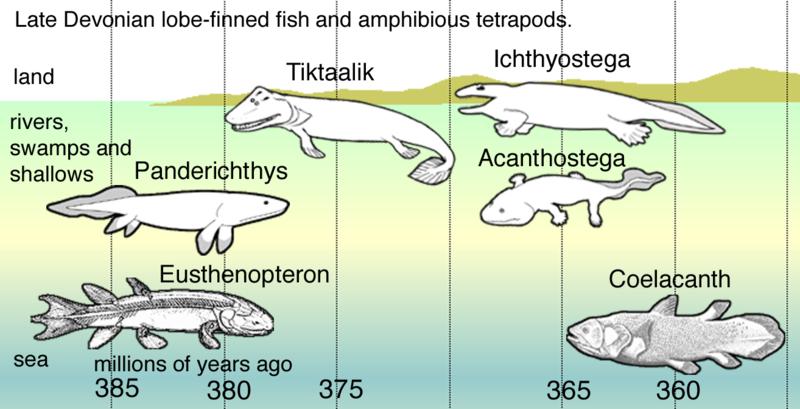 From Fish to Amphibians (Tetrapods) http://upload.