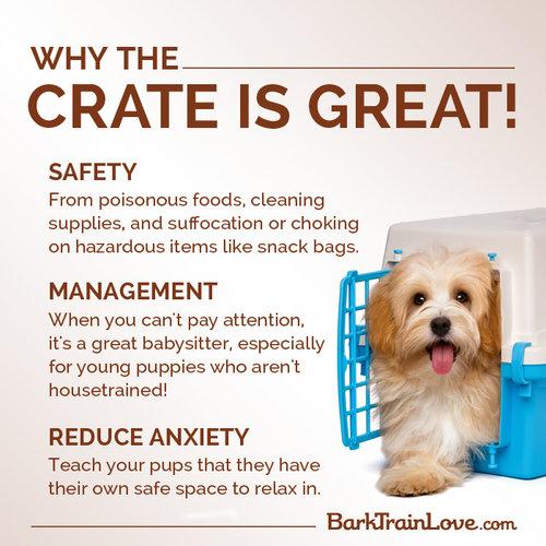 DOG TRAINING REPORT 8 Crate Training. This is another common yet successful method of dog training.