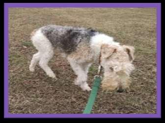 WHISKERS Rescue of a Sweetheart Whiskers was a Wire Fox Terrier girl who ended up homeless after her elderly owner passed away in 2014.