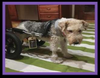 Felix was letting Whiskers borrow a wonderful Eddie's Wheels Cart that was donated to him.