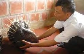 Behaviour Porcupines are animals with can be very familial in captivity.