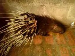Prefered habitat Porcupines occupy a range of habitats in tropical and temperate parts.