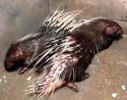 Appearance Porcupines in Hoanh Bo provinces, Vietnam have a large head, short nose with four flat and very sharp teeth, small eyes, small ears, short legs, two hind limbs shorter than the