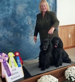 Show & Member NEWS PEG VOHR Spirit Lori Carver and the Field Spaniels have been playing Baron at the UKC shows this fall.