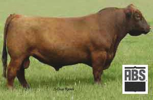 HXC Tool Time 1102Y We continue to be very excited about our Tool Time 1102Y bull and his herd sire potential. He was our choice at Hueftle s bull sale in March of 2012.